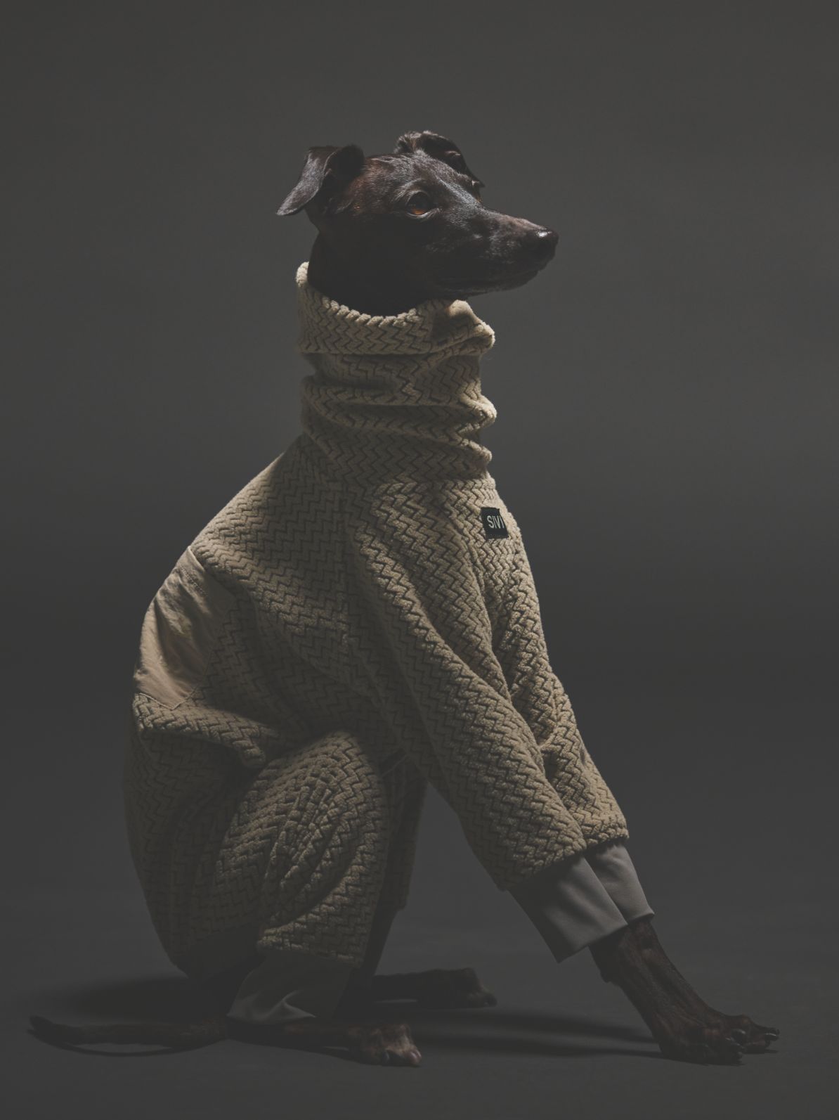 SIVI｜イタグレ 服・ウィペット 服｜犬用アパレルブランド