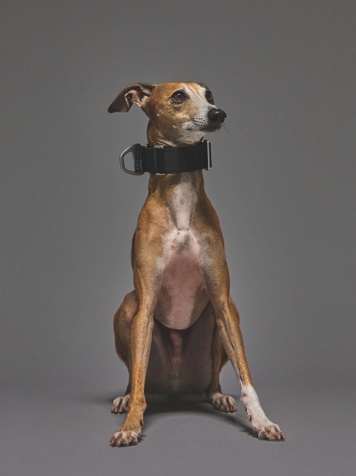 いし犬 飼い主様決定の子犬 ID3980黒オス | 【柴犬.net】柴犬専門