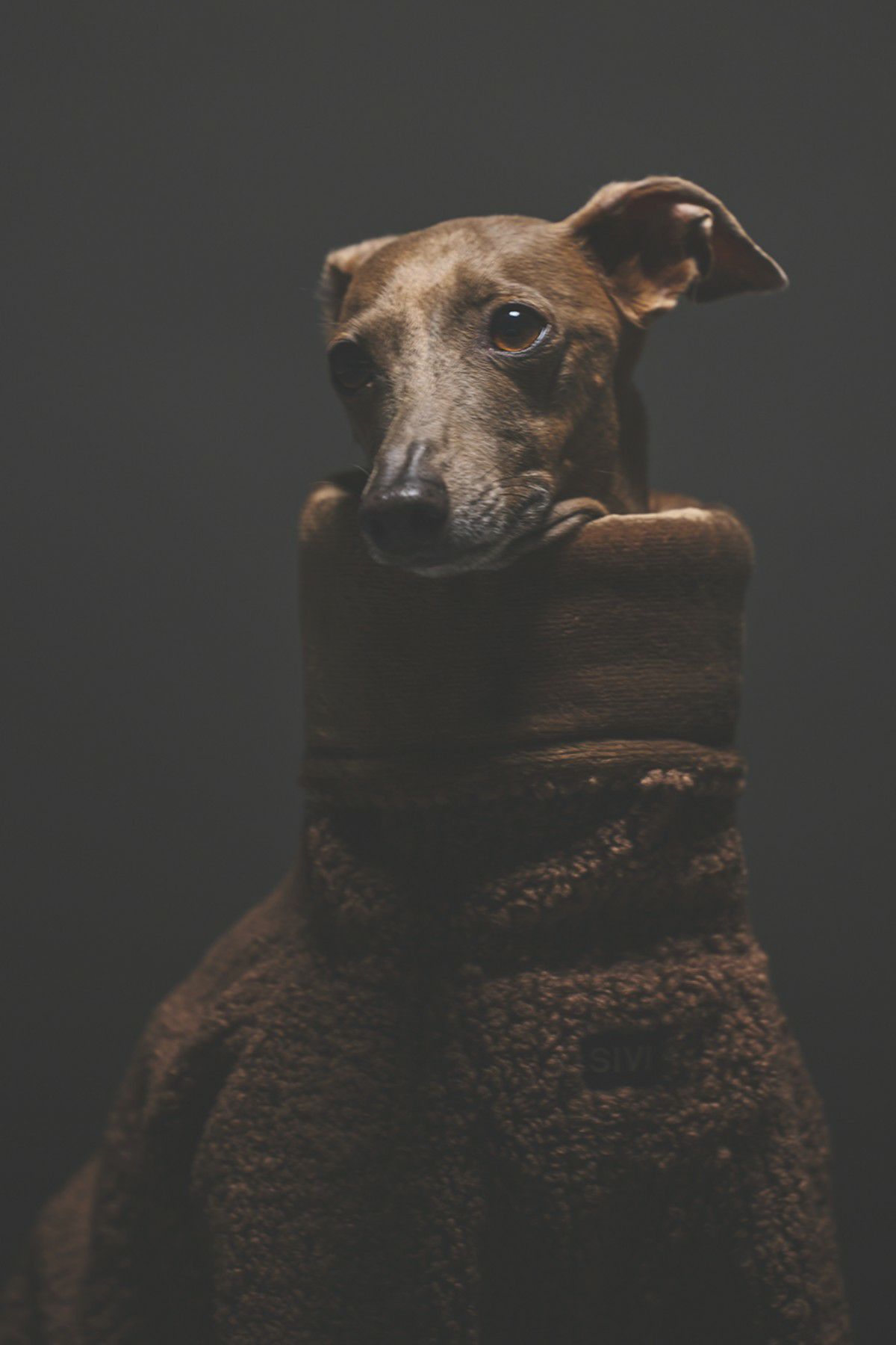 SIVI B3フライトスーツ | SIVI｜イタグレ 服・ウィペット 服｜犬用