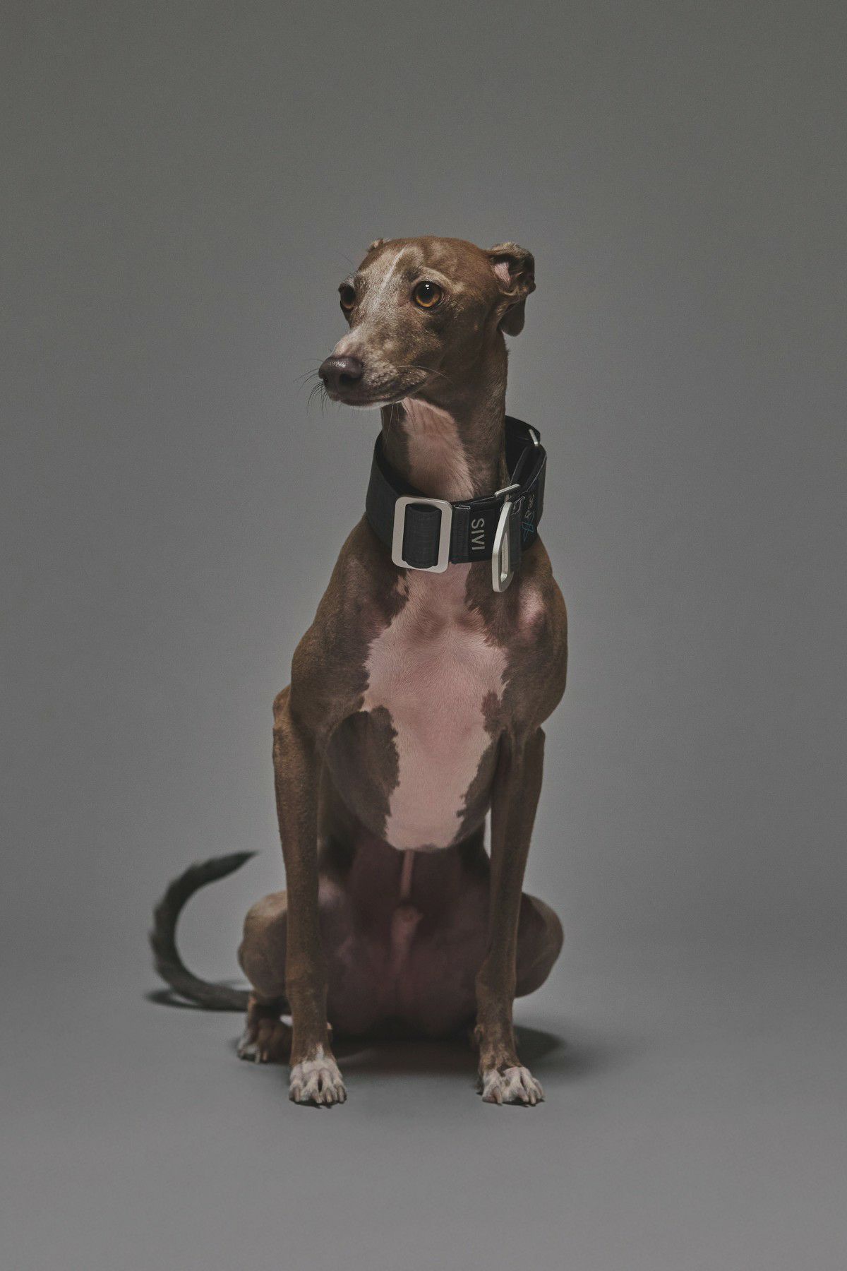 しわしわ犬　アイスクリーム　pvc しわしわ犬 アイスクリーム pvc