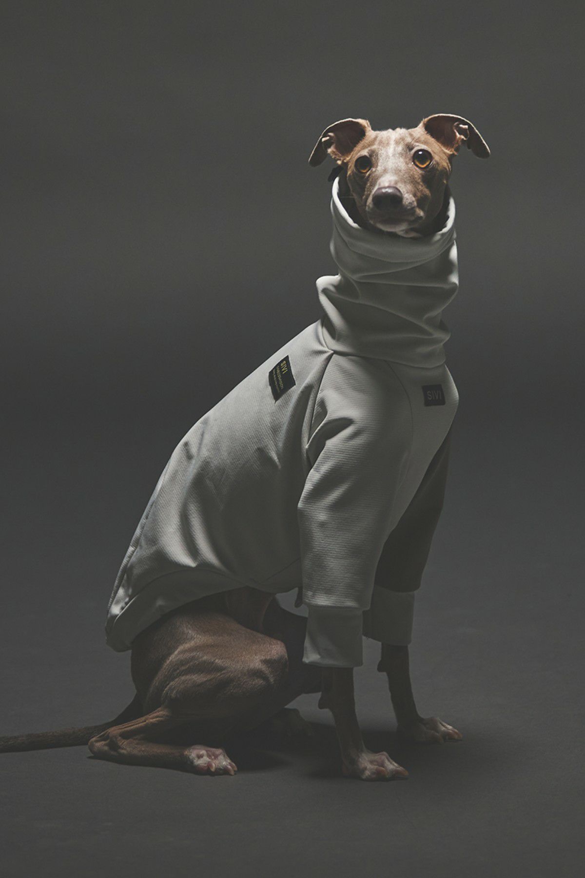 SIVI SOFTSHEL 3Layer長袖フーディ | SIVI｜イタグレ 服・ウィペット