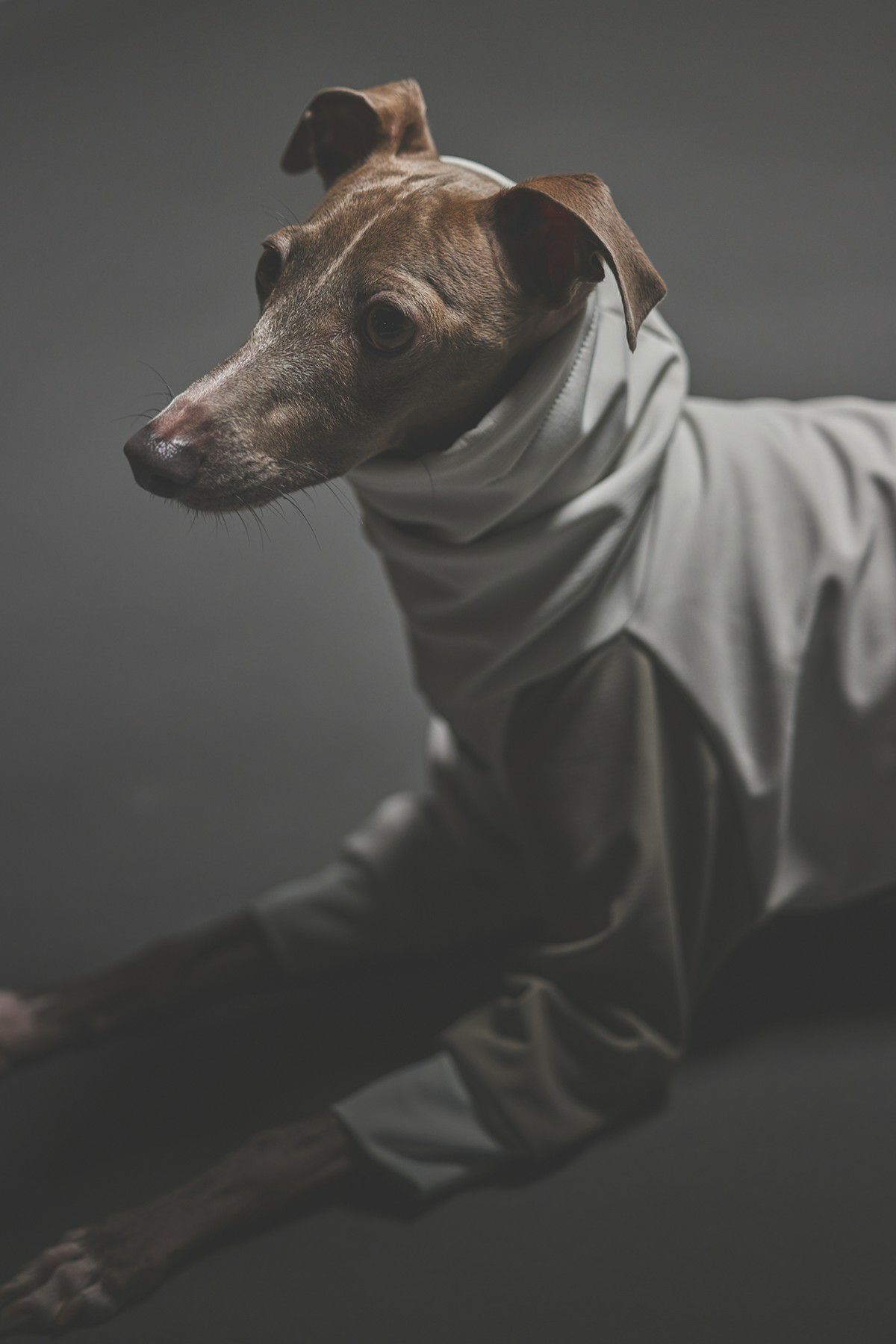 SIVI SOFTSHEL 3Layer長袖フーディ | SIVI｜イタグレ 服・ウィペット