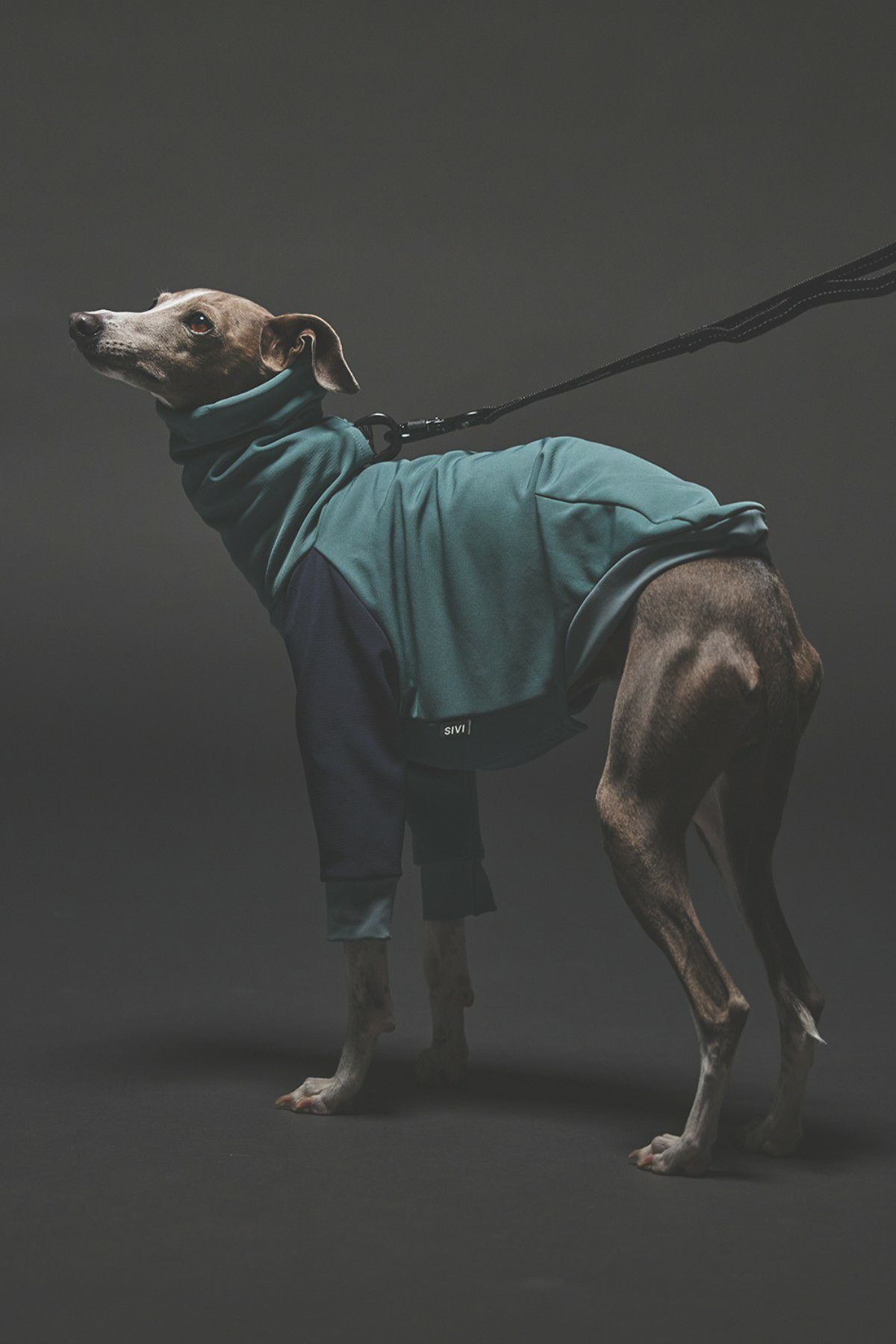 商品一覧 | SIVI｜イタグレ 服・ウィペット 服｜犬用アパレルブランド