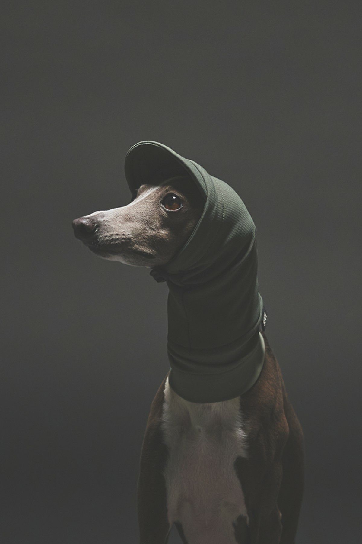 商品一覧 | SIVI｜イタグレ 服・ウィペット 服｜犬用アパレルブランド